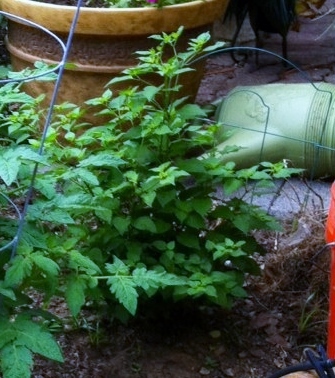 Chiltepin pepper plant