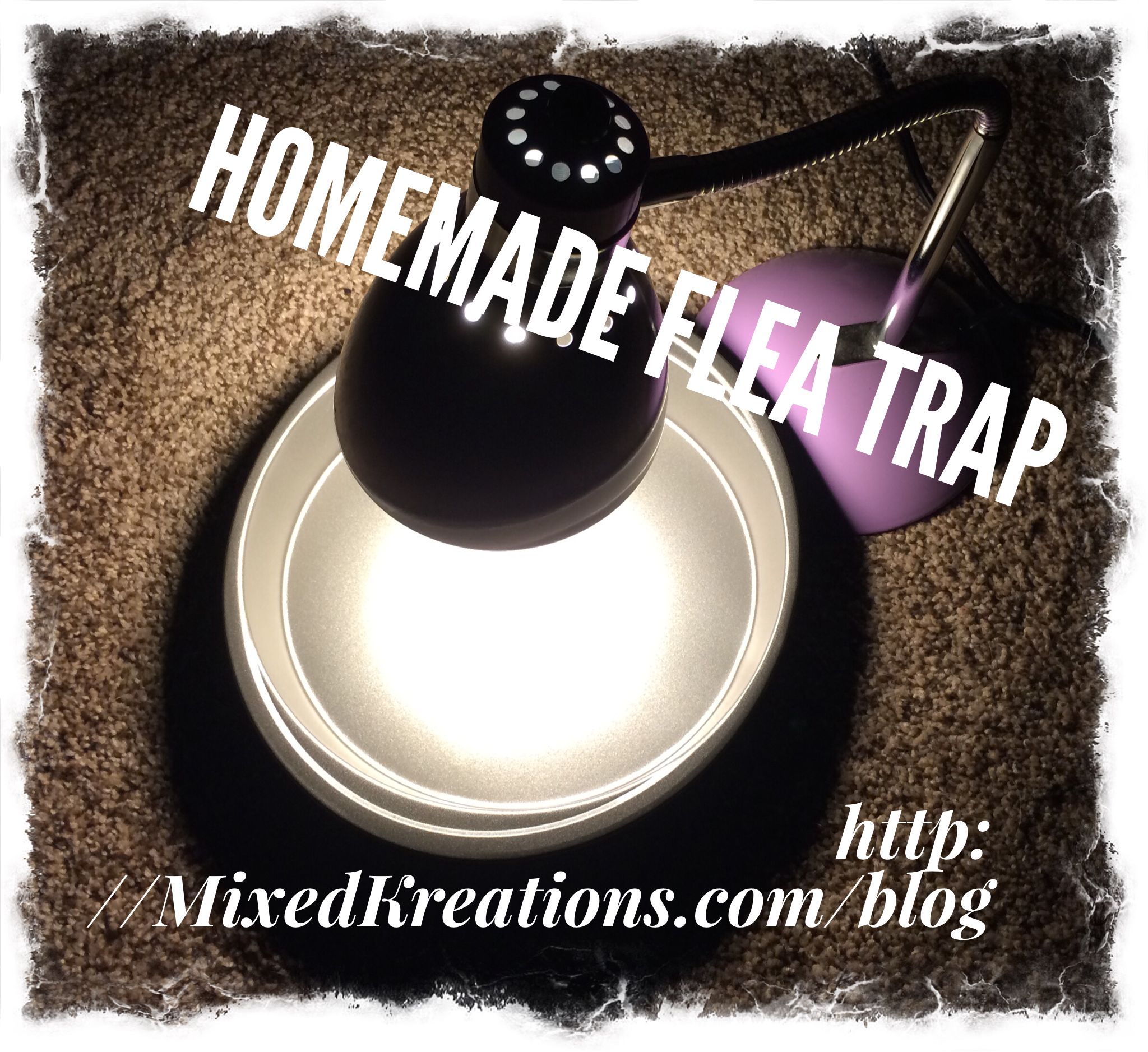 All Natural Homemade Flea Trap
