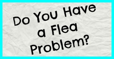 Do You Have a Flea Problem