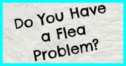 flea solve