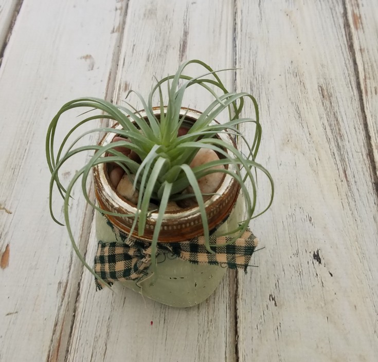 how to make a rustic air plant planter