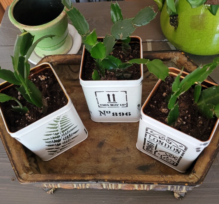 Repurposed tea tin planters