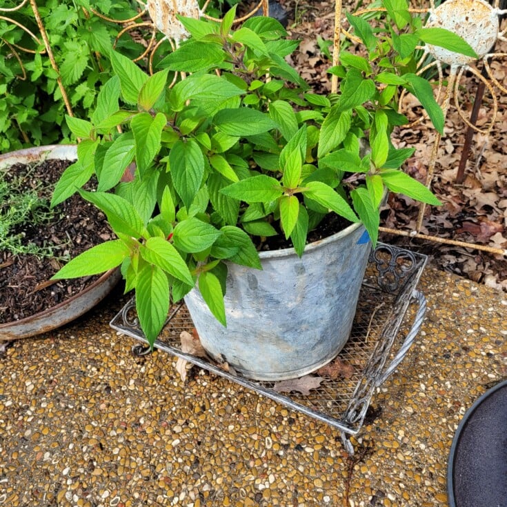 Repurposed metal bucket